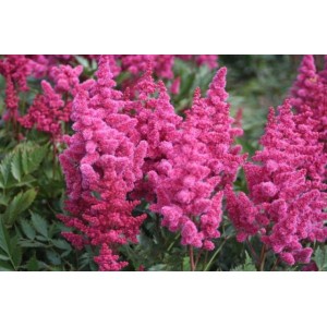 Астильба Astilbe Koln